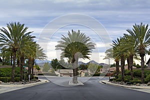 Road lined with palm trees with cloudy sky