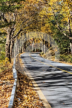 Road lined with trees in fall colors