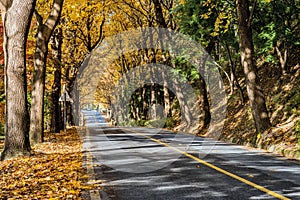 Road lined with trees in fall colors