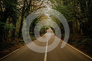 Road Lined with Trees