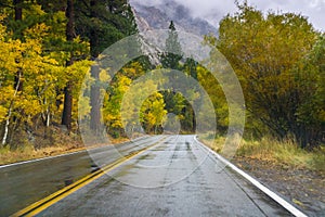 Road lined up with colorful aspen trees