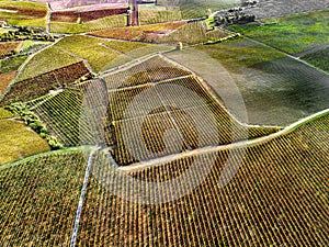 A road lined with vineyards. Natural backgroun image. d