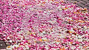 Road of love from petals