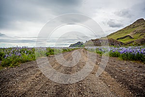 Road between lupines in Iceland