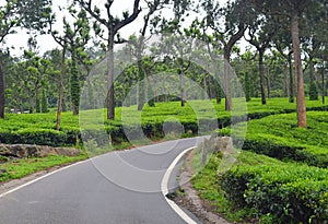 Road through Lush Green Tea Gardens in Munnar, Kerala, India