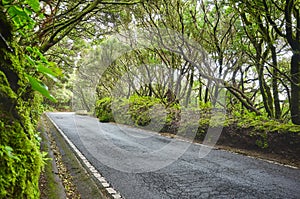 Road in Macizo de Anaga reserve, Tenerife, Spain photo