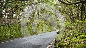 Road in Macizo de Anaga reserve, Tenerife, Spain photo