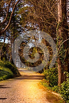 Road in magic dark forest