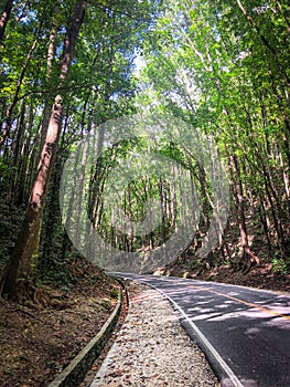 Road in Mahogany Forest on the Bohol island, Philippines