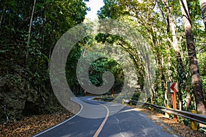 Road in Mahogany Forest on the Bohol island, Philippines