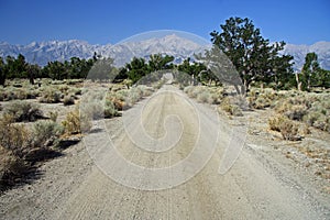 Road Through Manzanar