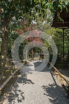 Road and Maple Tree in a Traditional Japanese Temple, Kyoto, Japan