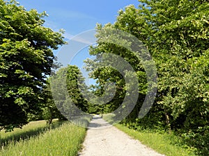 Road, meadow and forest