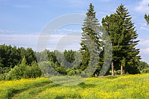 Road through an meadow to arch created by pine trees