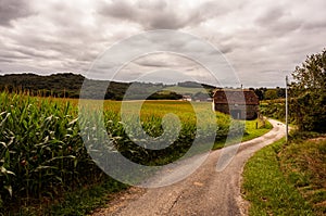 Road in the middle of corn field and blue sky along the way of the wonderful Chemin du Puy or Via Podiensis