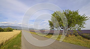 Road in the middle of fields