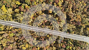 Road in the middle of the forest photo