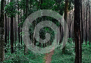 road in the middle of a pine forest