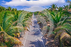 The road is in the middle of a quiet coconut plantation in Samut Sakhon Province, Thailand