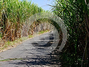 A road in the middle of sugar cane fields in Reunion