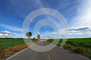 Road middle sugarcane field