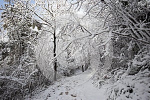 A road in the middle of woods in winter