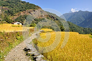 Road between Millet fields in The Himalayas photo