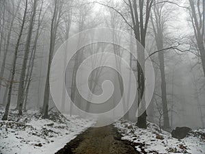 Road in a misty forest winter