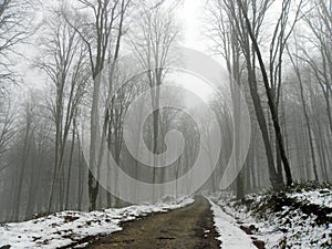 Road in a misty forest winter