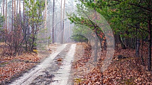 Road in a misty morning forest landscape