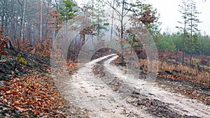 Road in a misty morning forest landscape