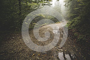 Road through the misty woods