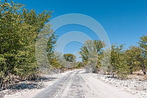 Road with mopani trees and colored white by calcrete dust