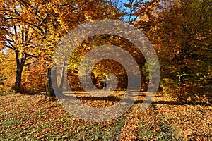 Road through mountain beech forest covered by autumn leaves