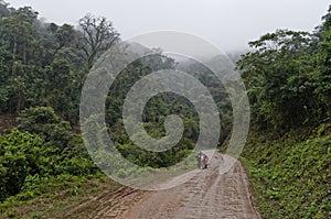 Road In The Mountain Forest Calilegua National Park