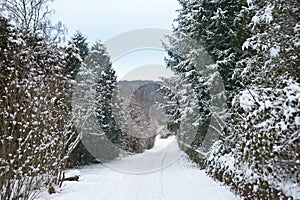 The road in the mountains is covered with snow. On the side of the road are fir trees and different shrubs. Winter landscape with