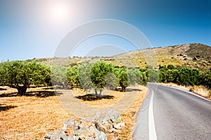 Road between the mountains and groves of olive trees.