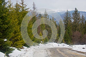 Road in the mountains in the spring, coniferous trees on the roadside