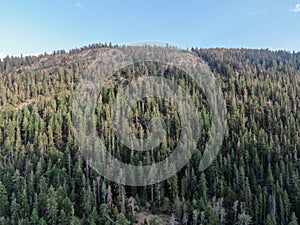 Road in the mountains in Stanislaus National Forest, California, United States of America.