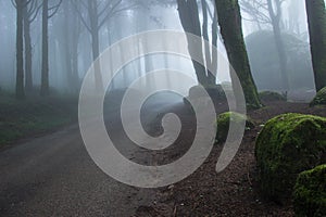 Road in a Mysterious dark old forest with fog