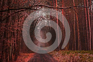 Road in a mysterious fall forest. Dark scary autumn road