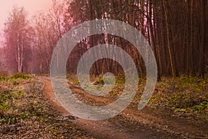 Road in a mysterious fall forest. Dark scary autumn road