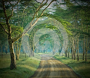 The road in mysterious forest