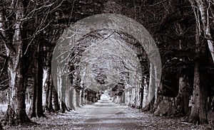 The Road Through the Mysterious Forest - alley of old trees