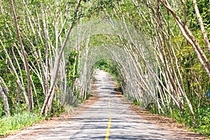 The road through the National Park,