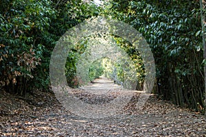 A road in the nature.