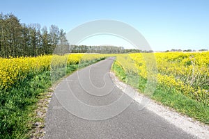 Road in nature reserve The Vlietlanden in Leidschendam, The Netherlands, with colza flowers rapeseed in the springtime photo