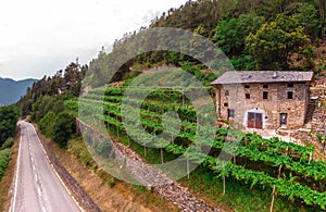 Road near the alpine vineyards on a summer day. flat rows of fields, farms, small village of Faver, famous for wine production.