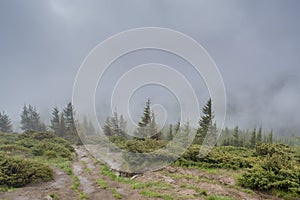 Road near forest in the mountains during raining day