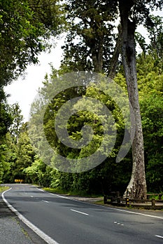 Road through New Zealand native bush photo